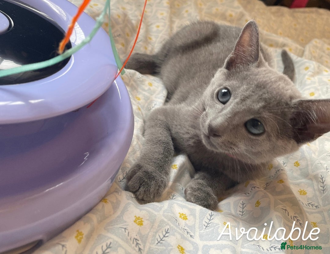 Russian Blue cats for sale: Pedigree Russian blue kittens - Ready to go - Image 4
