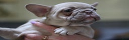 French Bulldog dogs for sale: French Bulldog Puppies Looking for Loving Homes - Advert 15