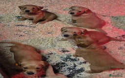 Golden Retriever dogs for sale: KC GOLDEN RETRIEVER PUPPIES, HEALTH SCORED PARENTS - Advert 5