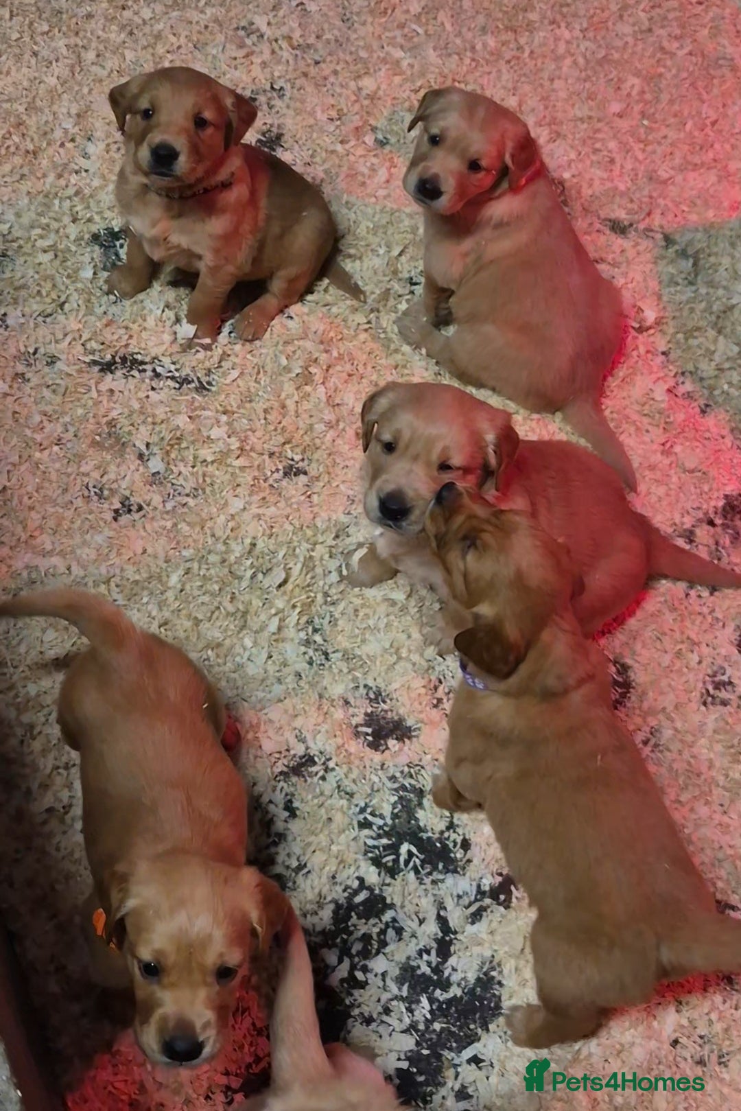 Golden Retriever dogs for sale: KC GOLDEN RETRIEVER PUPPIES, HEALTH SCORED PARENTS - Advert 5