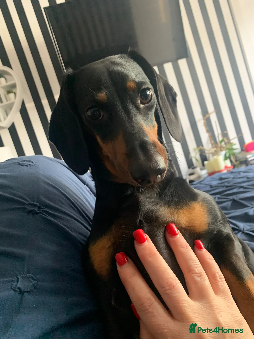 Dachshund dogs for sale: Toby's happiness - Advert 2