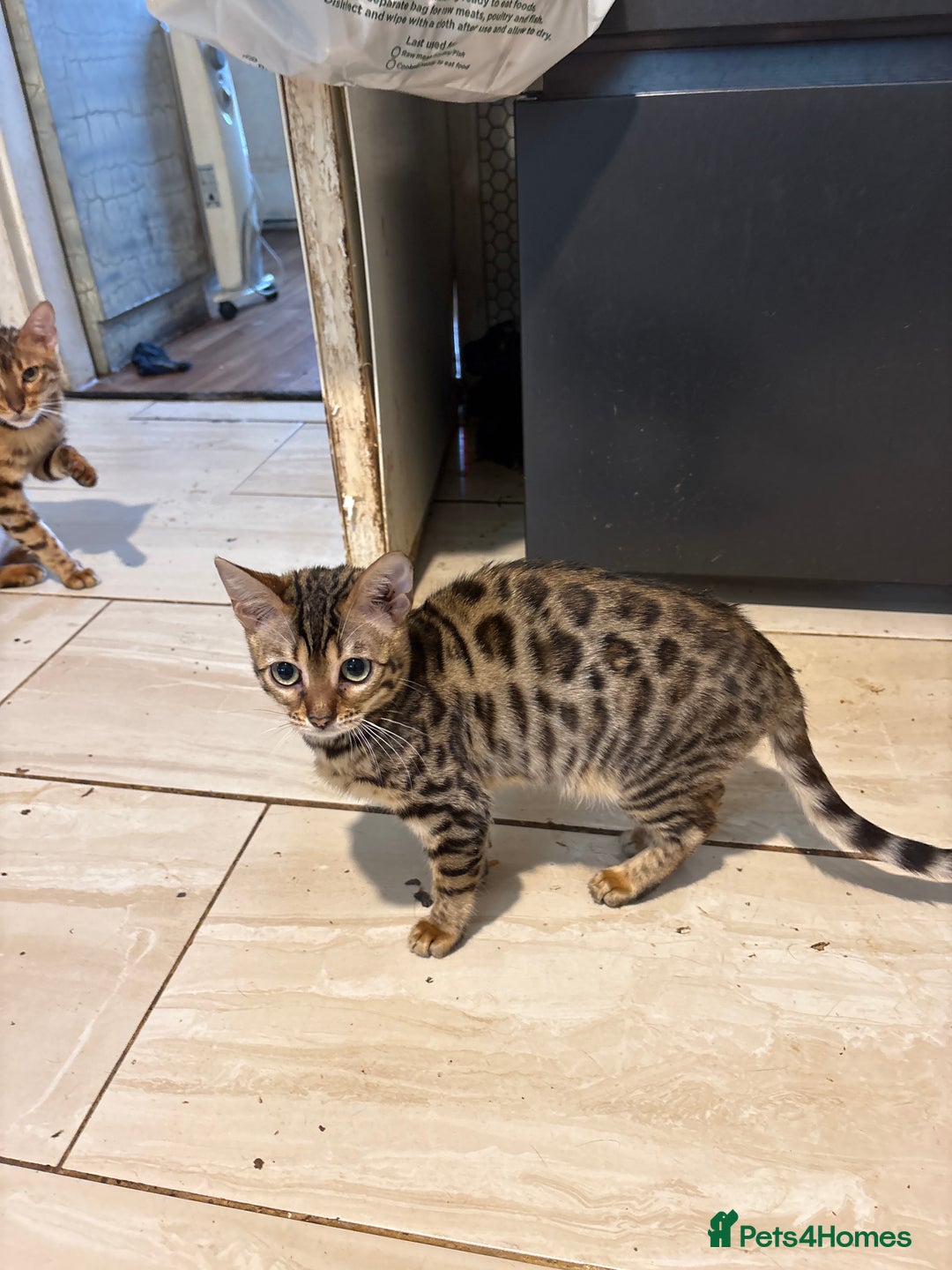 Bengal cats for sale: Registered bengal kittens - Image 5
