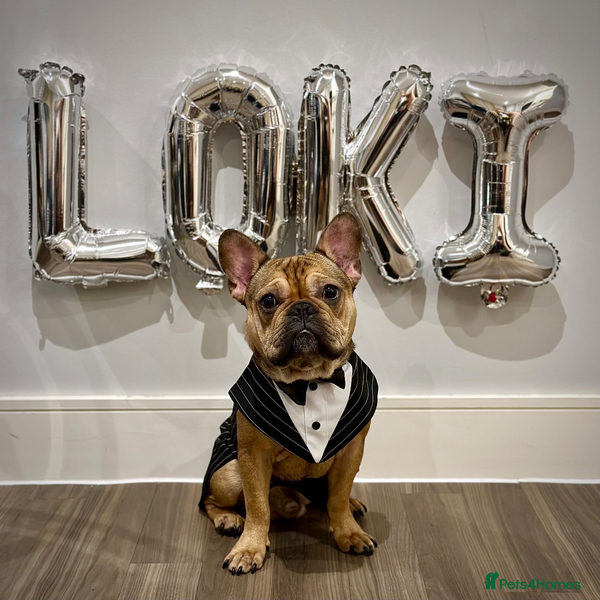 French Bulldog dogs Frenchie for stud - Advert 8