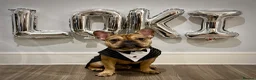 French Bulldog dogs for stud: French bulldog stud - Advert 1