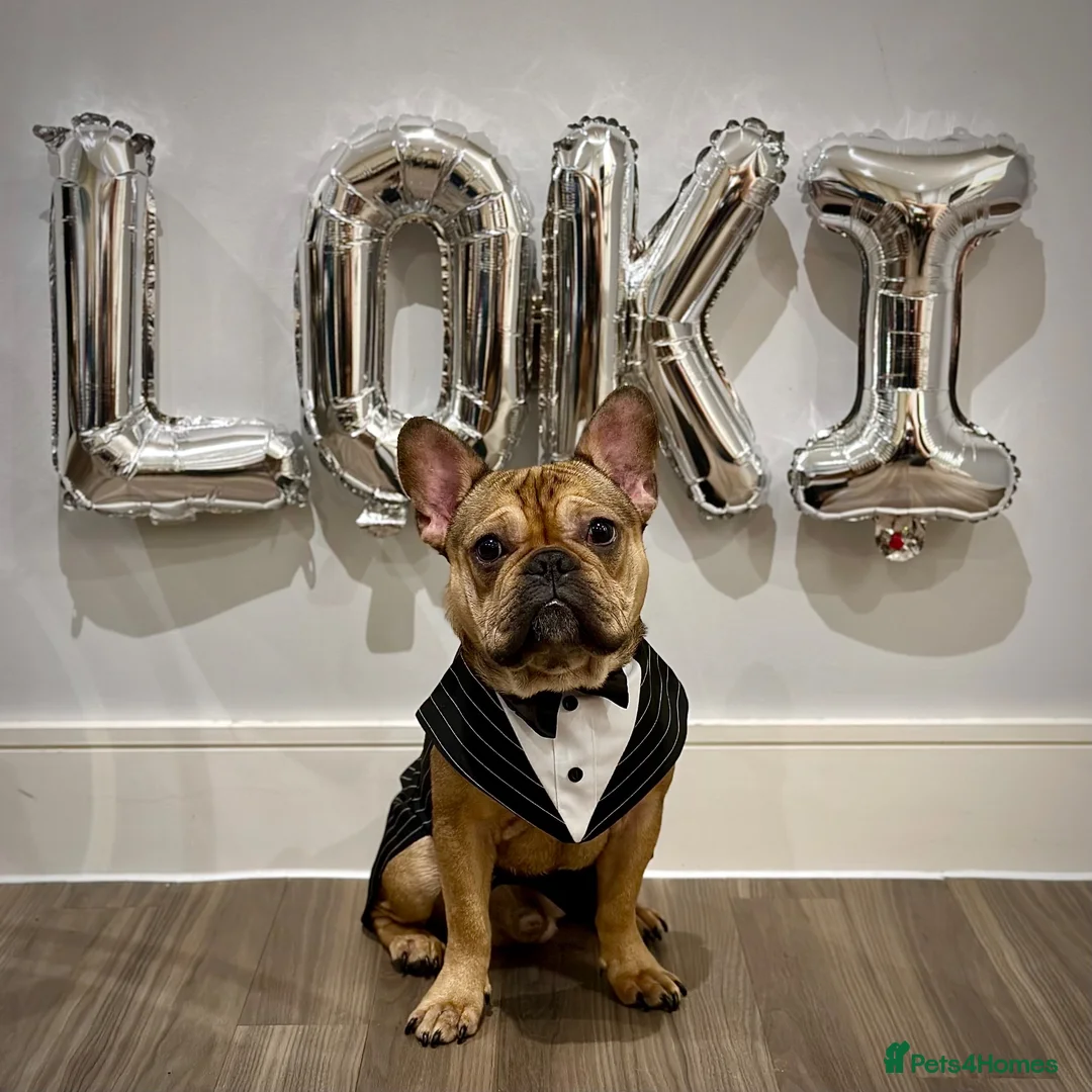 French Bulldog dogs for stud: French bulldog stud - Advert 1