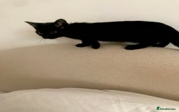 Siamese cats for sale: A litter of 5 beautiful blue eyed Siamese kittens - Image 7