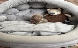 Pomeranian dogs for sale: Stunning lilac Pomeranians  - Advert 12