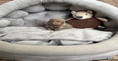 Pomeranian dogs RARE LILAC POMERANIANS   - Advert 5