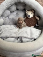 Pomeranian dogs RARE LILAC POMERANIANS - Advert 5