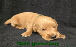 Goldendoodle dogs for sale: Gorgeous F1B Goldendoodles - Image 2