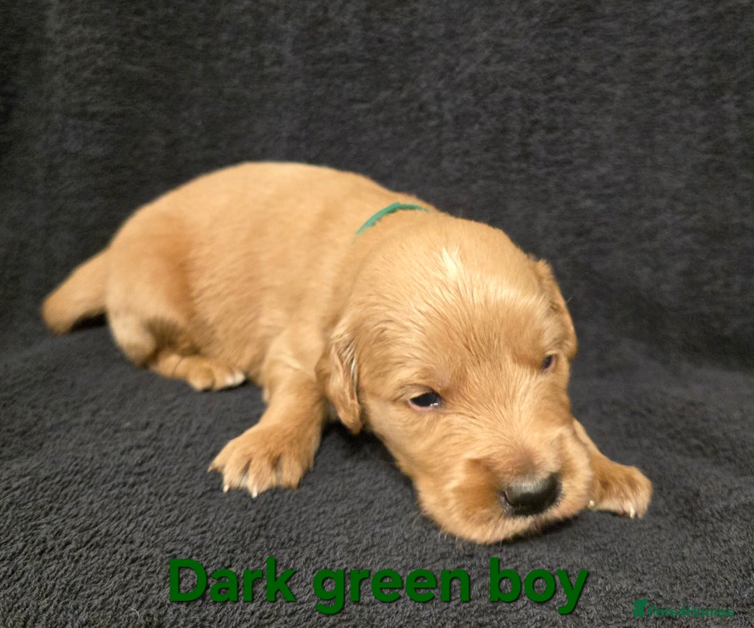 Goldendoodle dogs for sale: Gorgeous F1B Goldendoodles - Image 2