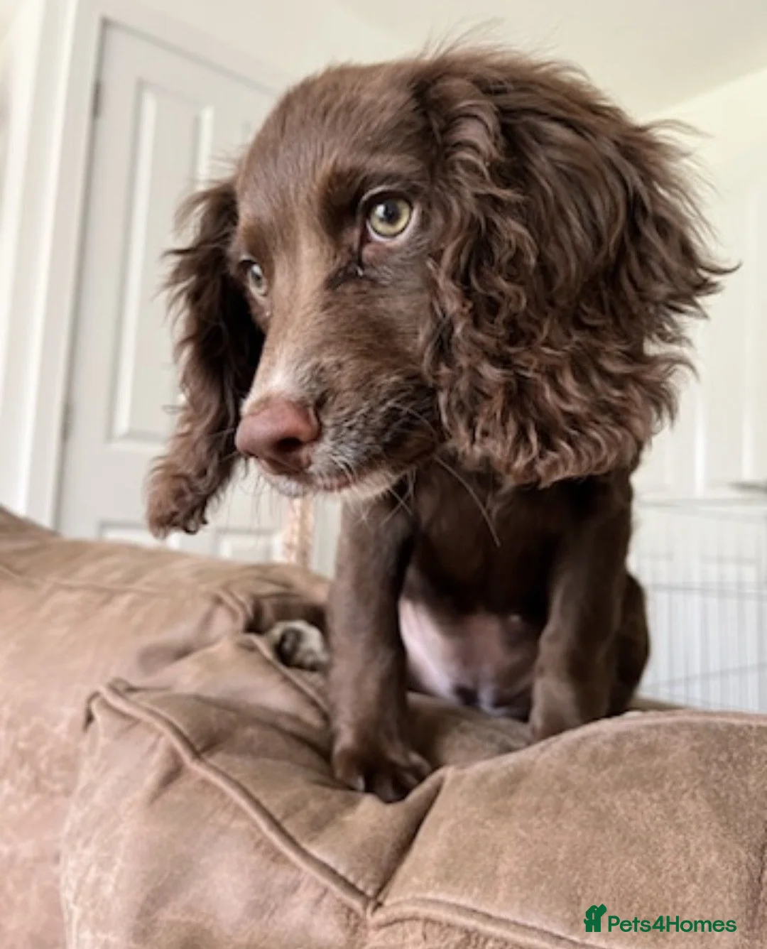 Sprocker dogs for sale: Pre Birth: Sprocker Puppies due in July in Wellingborough - Advert 2