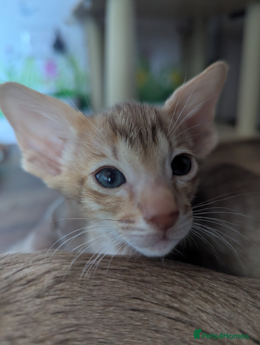 Oriental cats for sale: Super friendly kittens - Image 8
