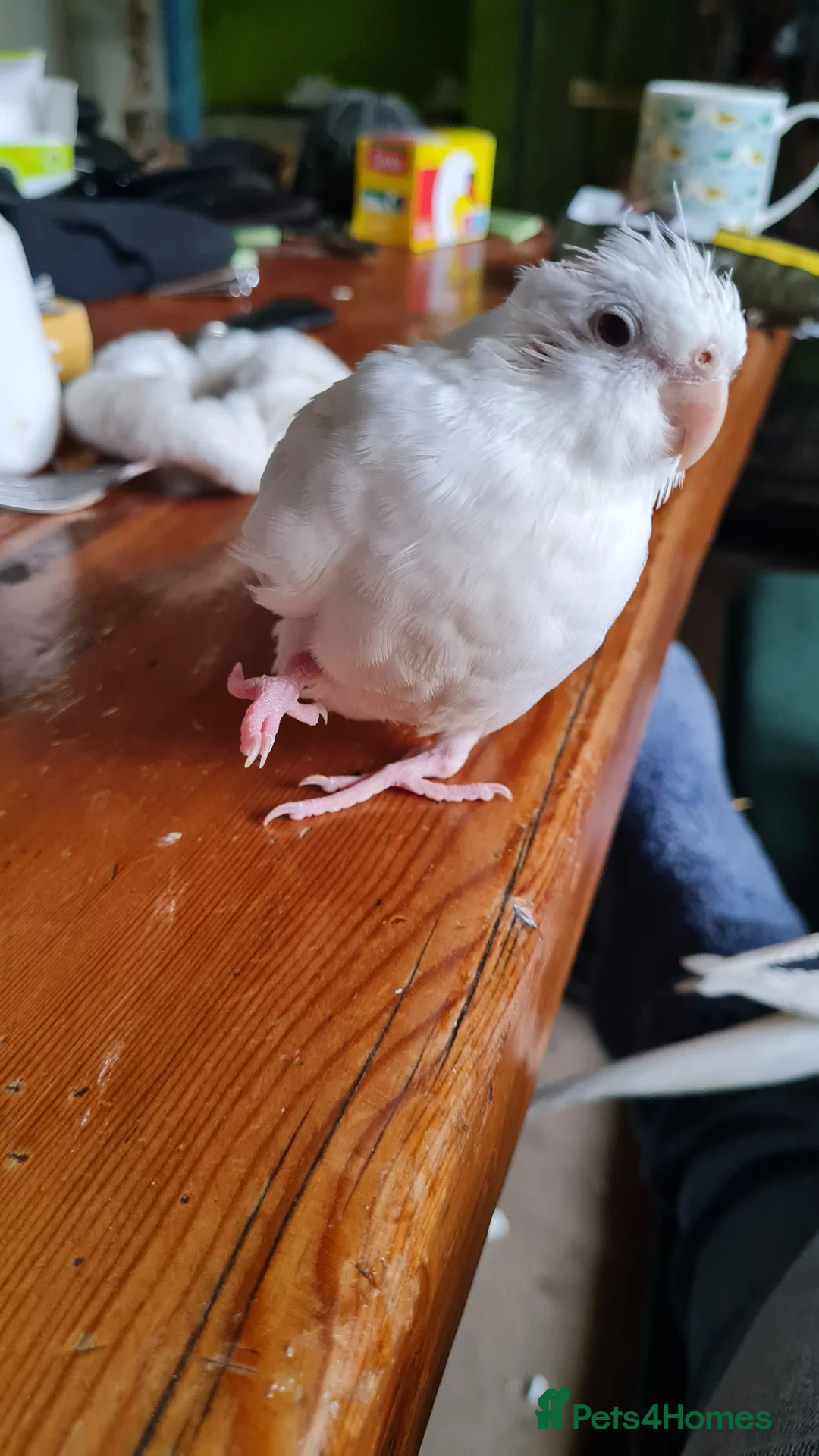 Cockatiels birds for sale: Baby cockatiels for sale  - Advert 9