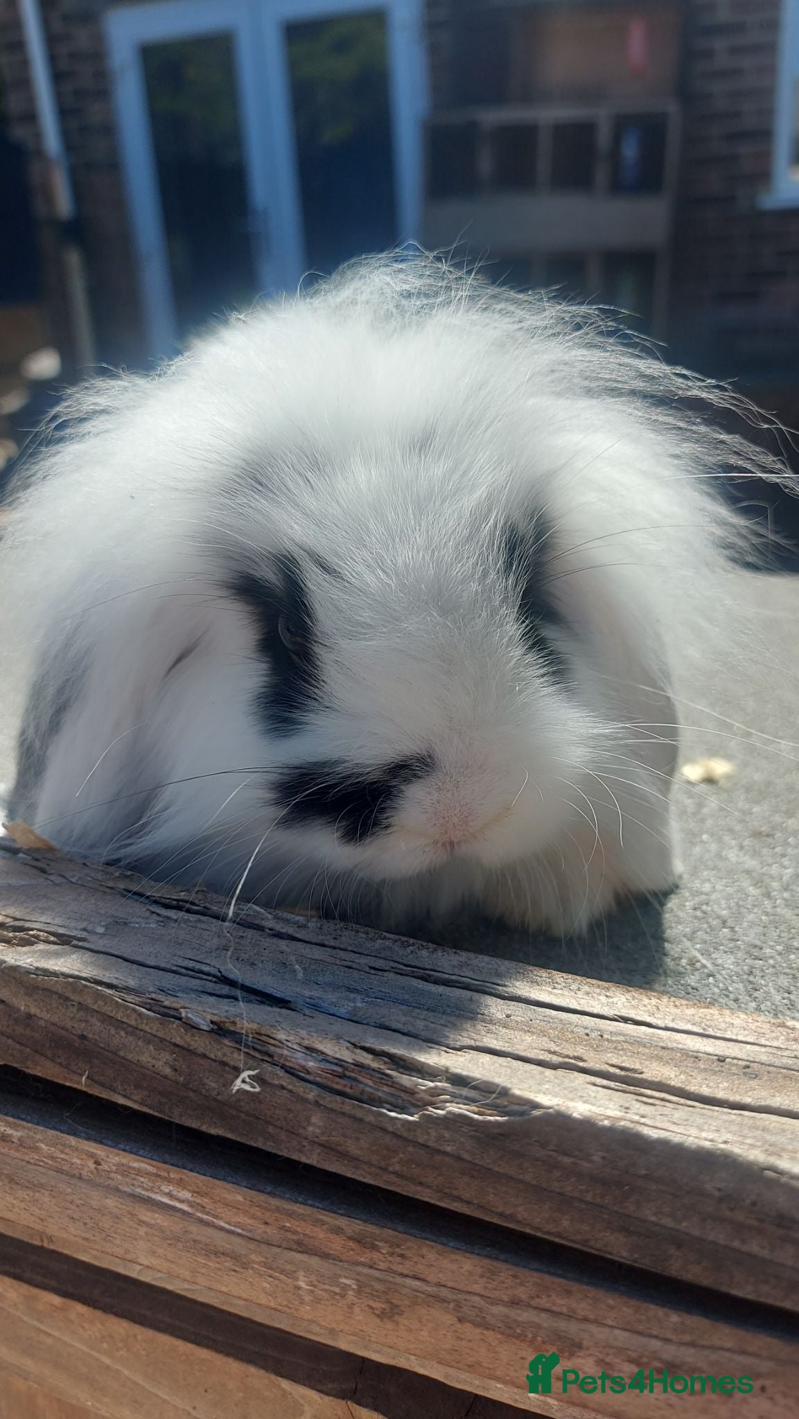 Mini Lop rabbits Swiss mini lops - Advert 1