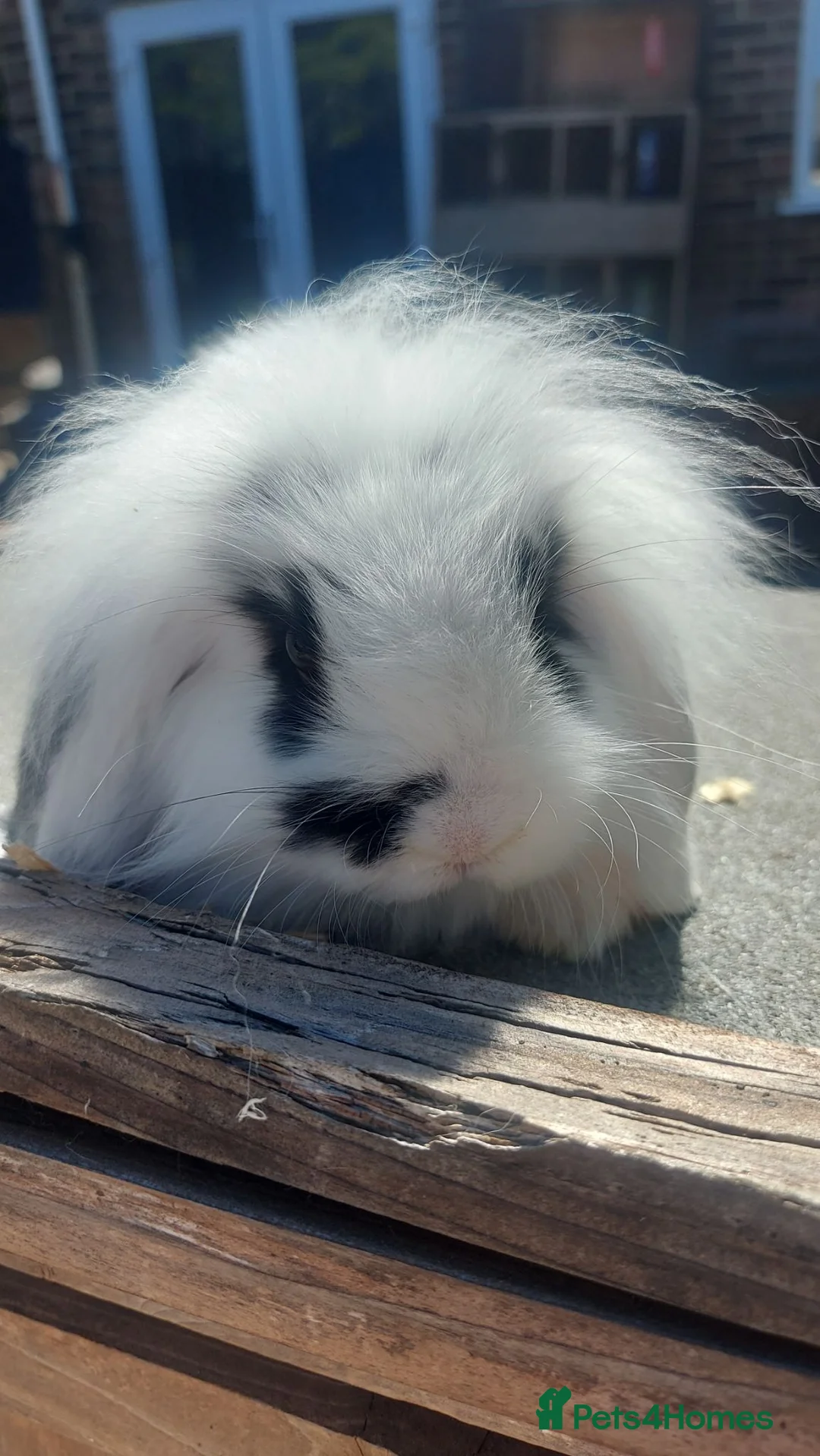 Mini Lop rabbits for sale: Swiss mini lops - Advert 1