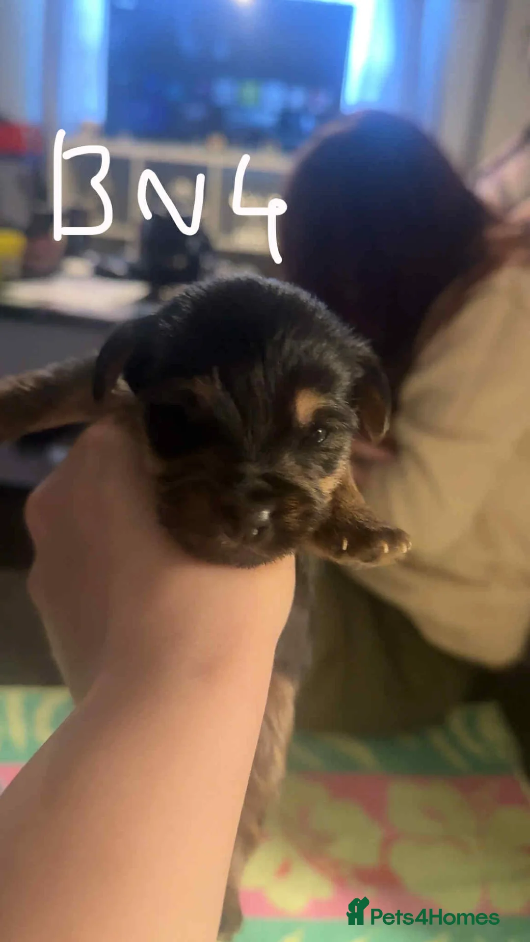 Yorkshire Terrier dogs for sale: Yorkshire puppies - Advert 12