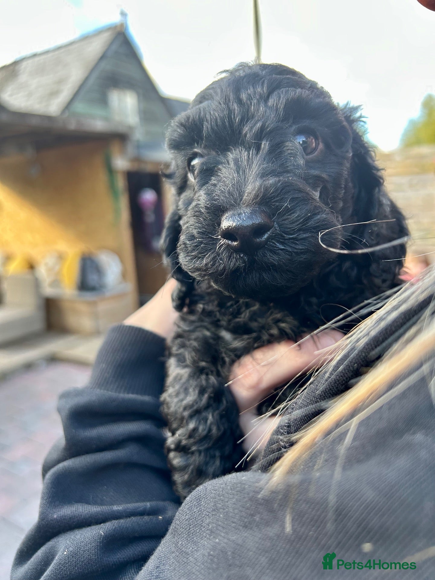 Cockapoo dogs Stunning glossy black cockapoo boys - Advert 16