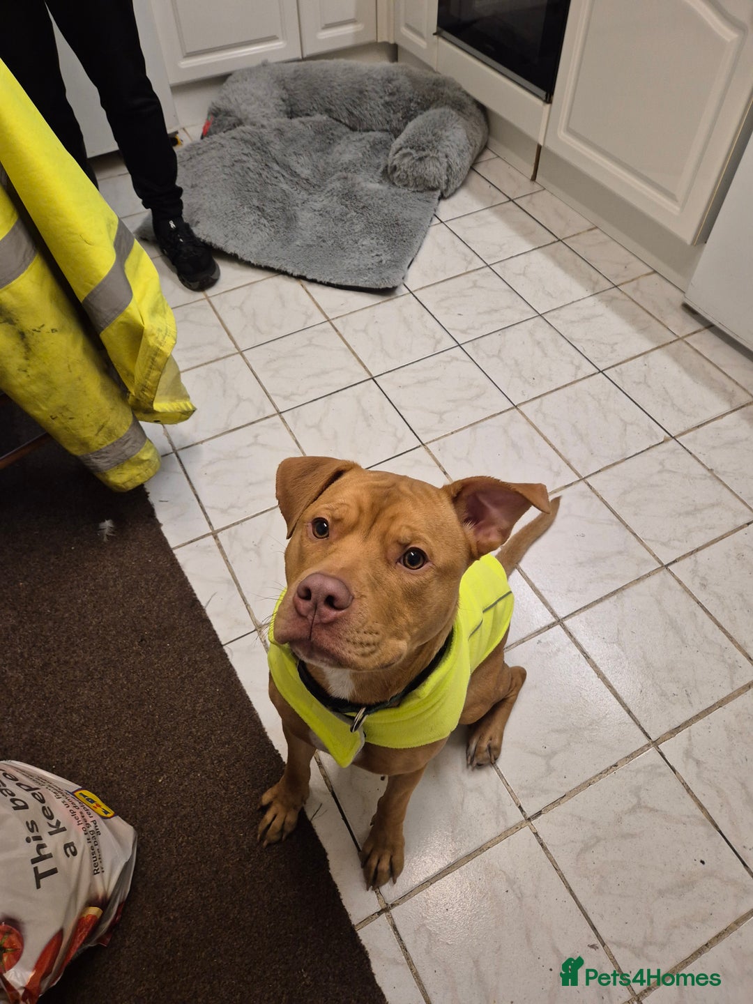 American Bulldog dogs for stud: JUST OVER 1 YEAR OLD MALE, AMEICAN BULLDOG CROSS - Advert 5