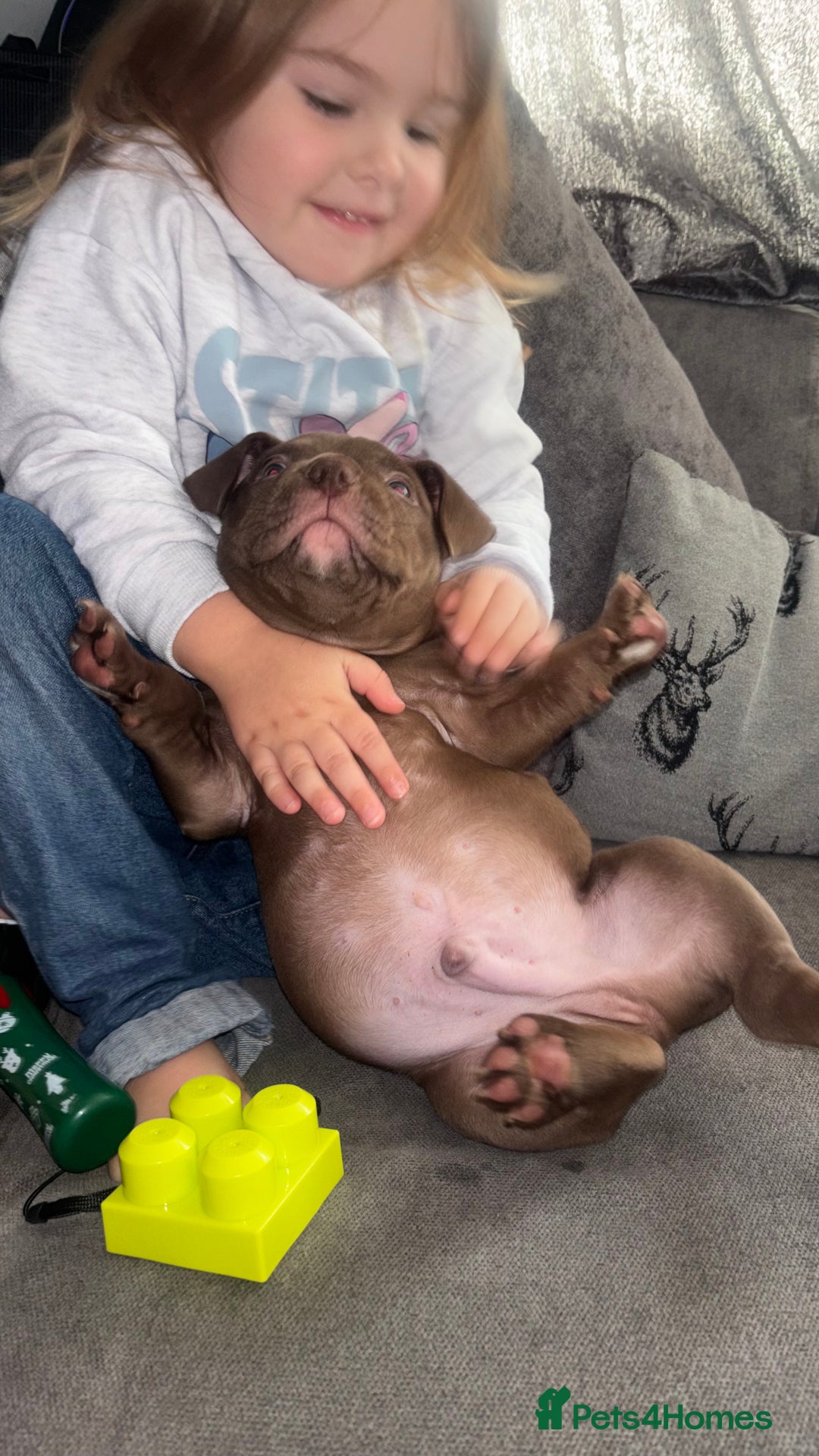 American Bully dogs for sale: Pocket bully pups ready too leave 11th dec - Advert 19