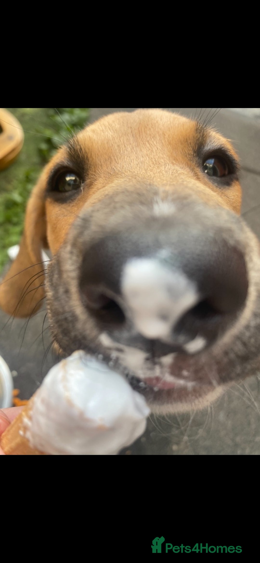 Mixed Breed dogs for sale: Lovely female young puppy beagle xbreed - Image 5