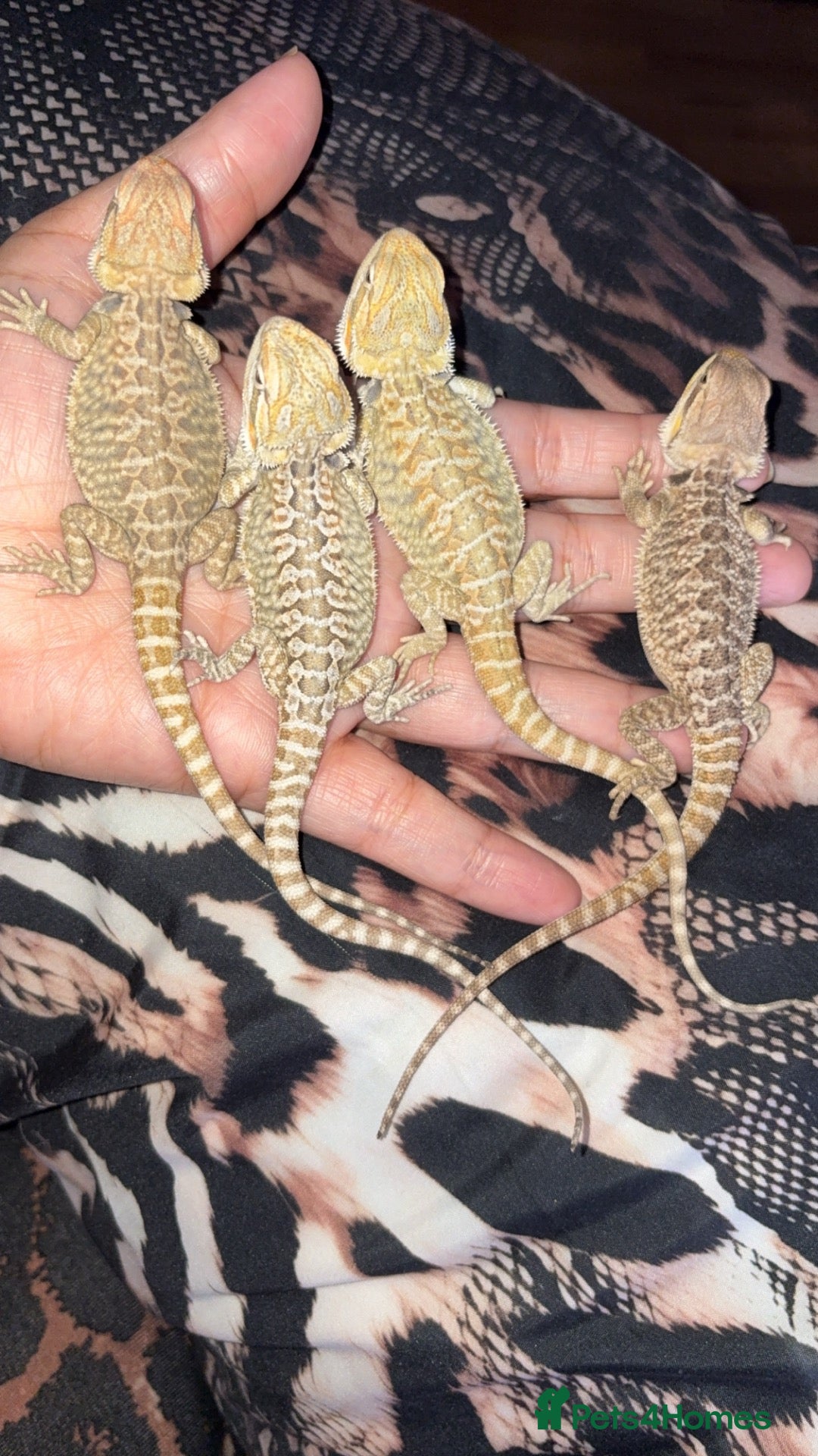 Bearded Dragon reptiles Beautiful leatherback babies last 4 - Advert 10
