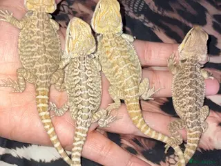 Bearded Dragon reptiles Beautiful leatherback babies last 4 - Advert 10