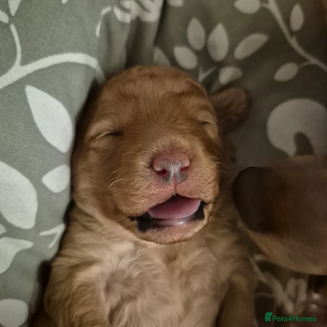 Cockapoo dogs for sale: Cockerpoo  - Advert 3