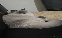 Ragdoll cats for sale: Ragdoll for sale  - Image 9