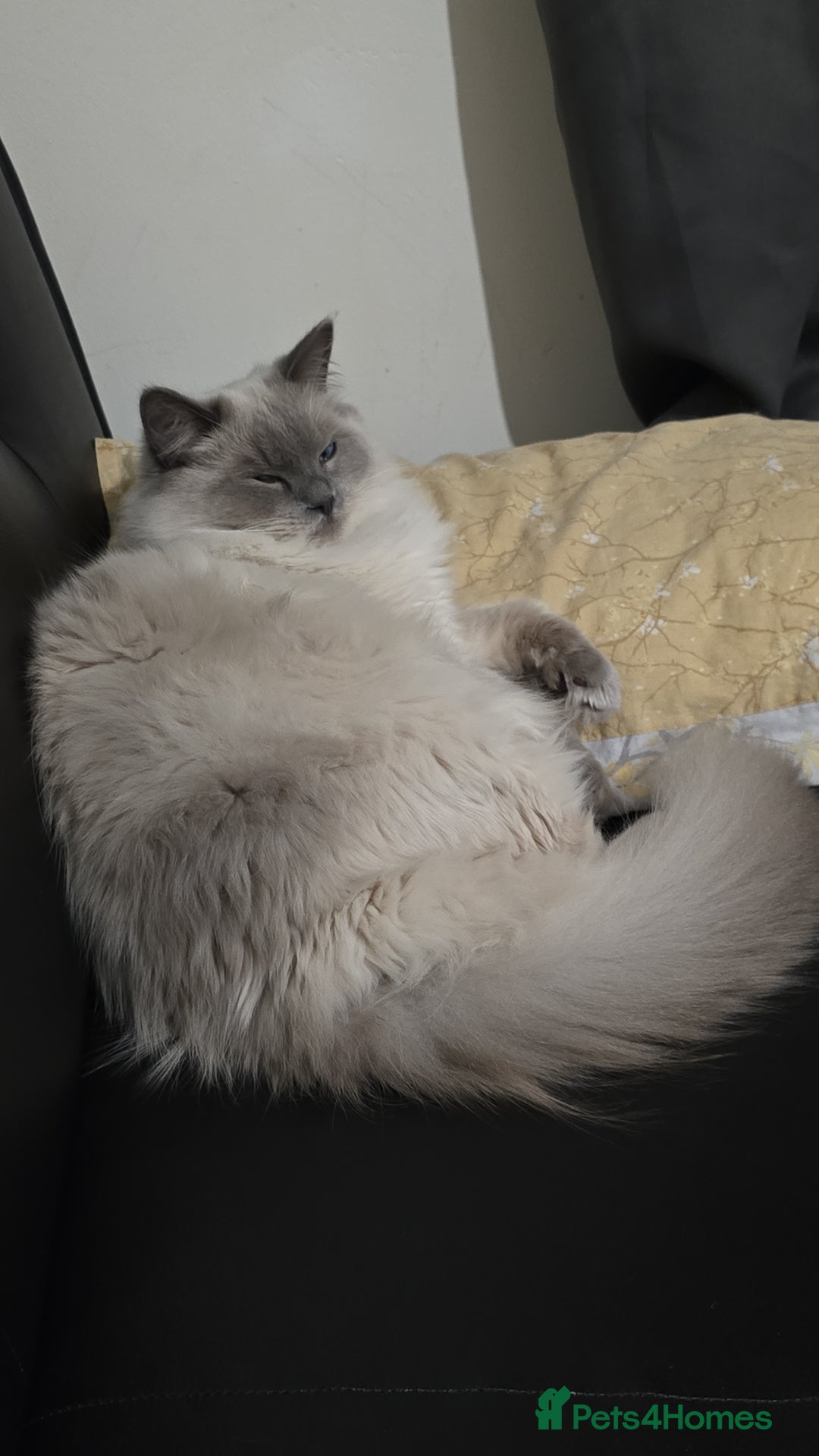 Ragdoll cats for sale: Ragdoll for sale  - Image 9