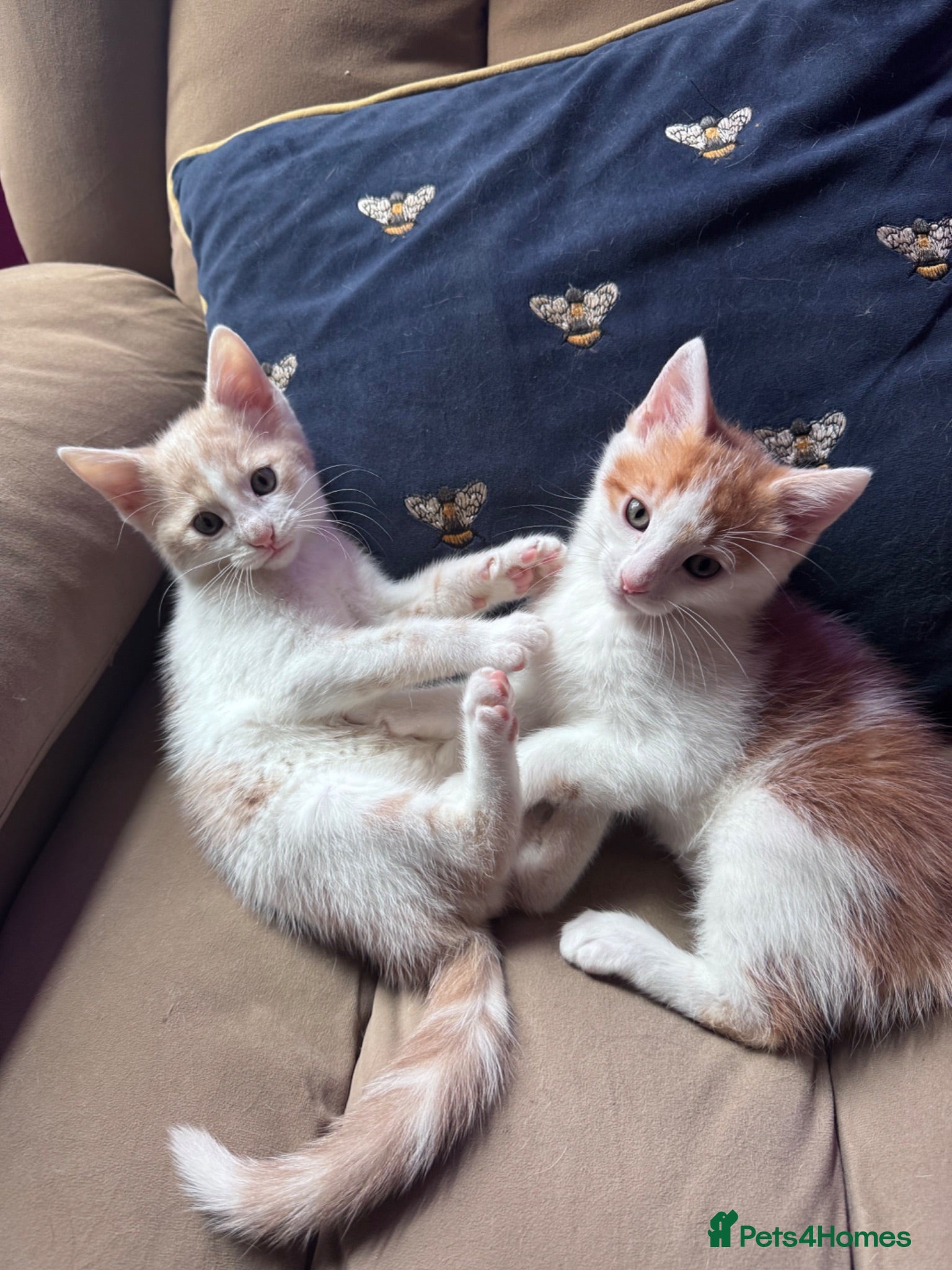 Mixed Breed cats Calico x boys  - Advert 2