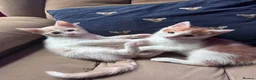 Mixed Breed cats for sale: Calico x boys  - Advert 3