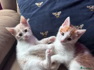 Mixed Breed cats Calico x boys - Advert 3