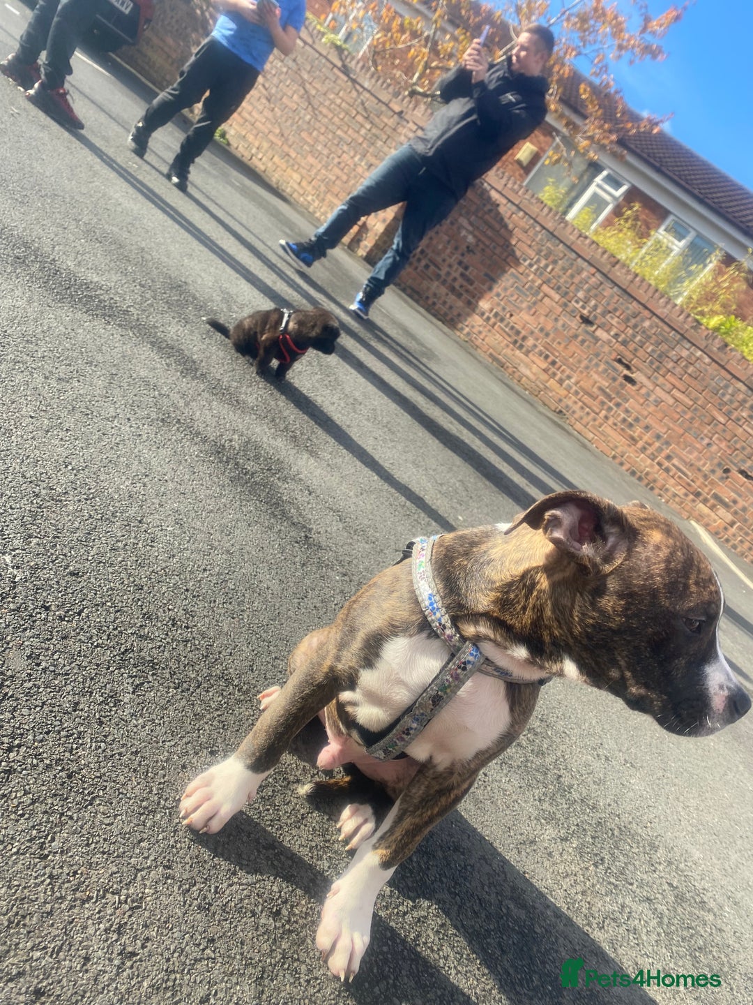 Alapaha Blue Blood Bulldog dogs for sale: Alapaha blue bulldog puppy  - Image 13