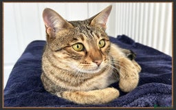 Savannah cats for sale: Beautiful F6 SBT Brown spotted Savannah Betty - Advert 5