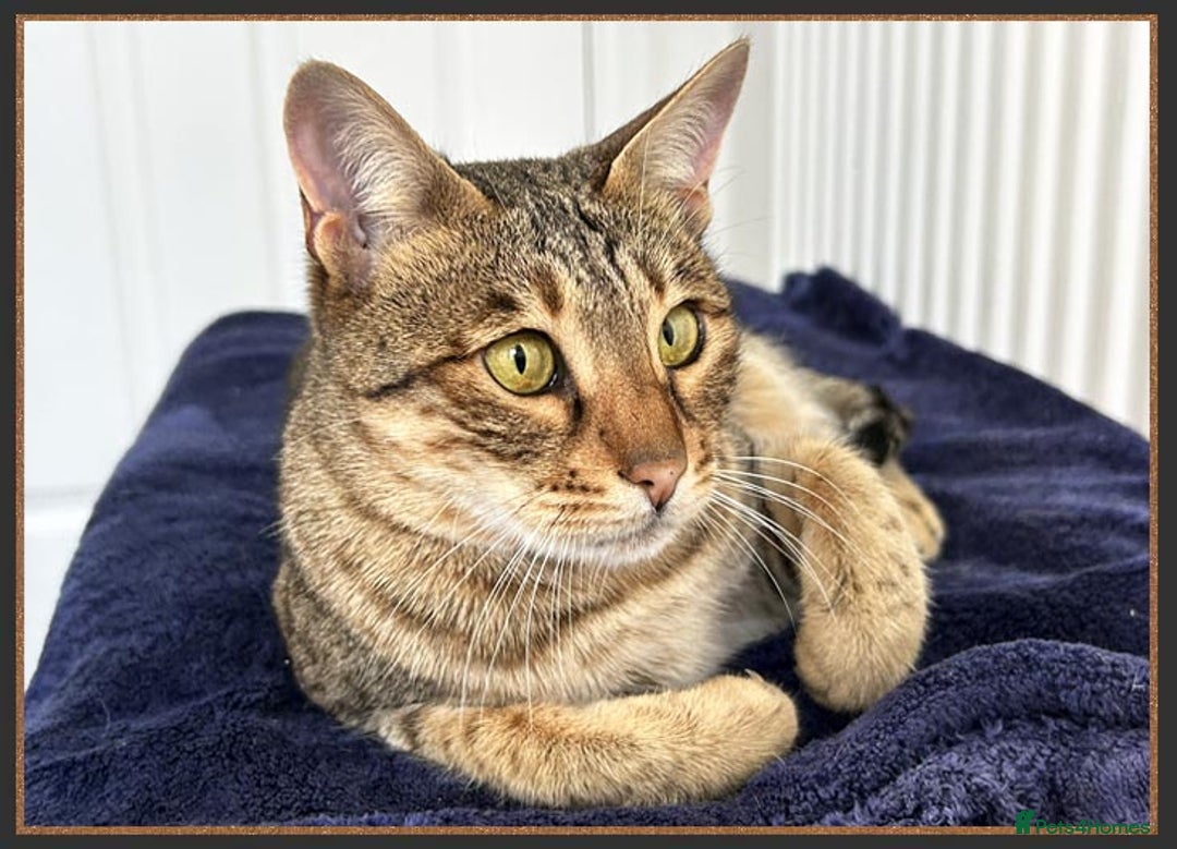 Savannah cats for sale: Beautiful F6 SBT Brown spotted Savannah Betty - Advert 5