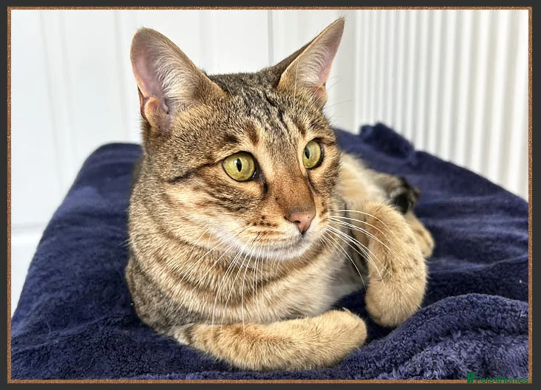 Savannah cats for sale: Beautiful F6 SBT Brown spotted Savannah Betty - Advert 6