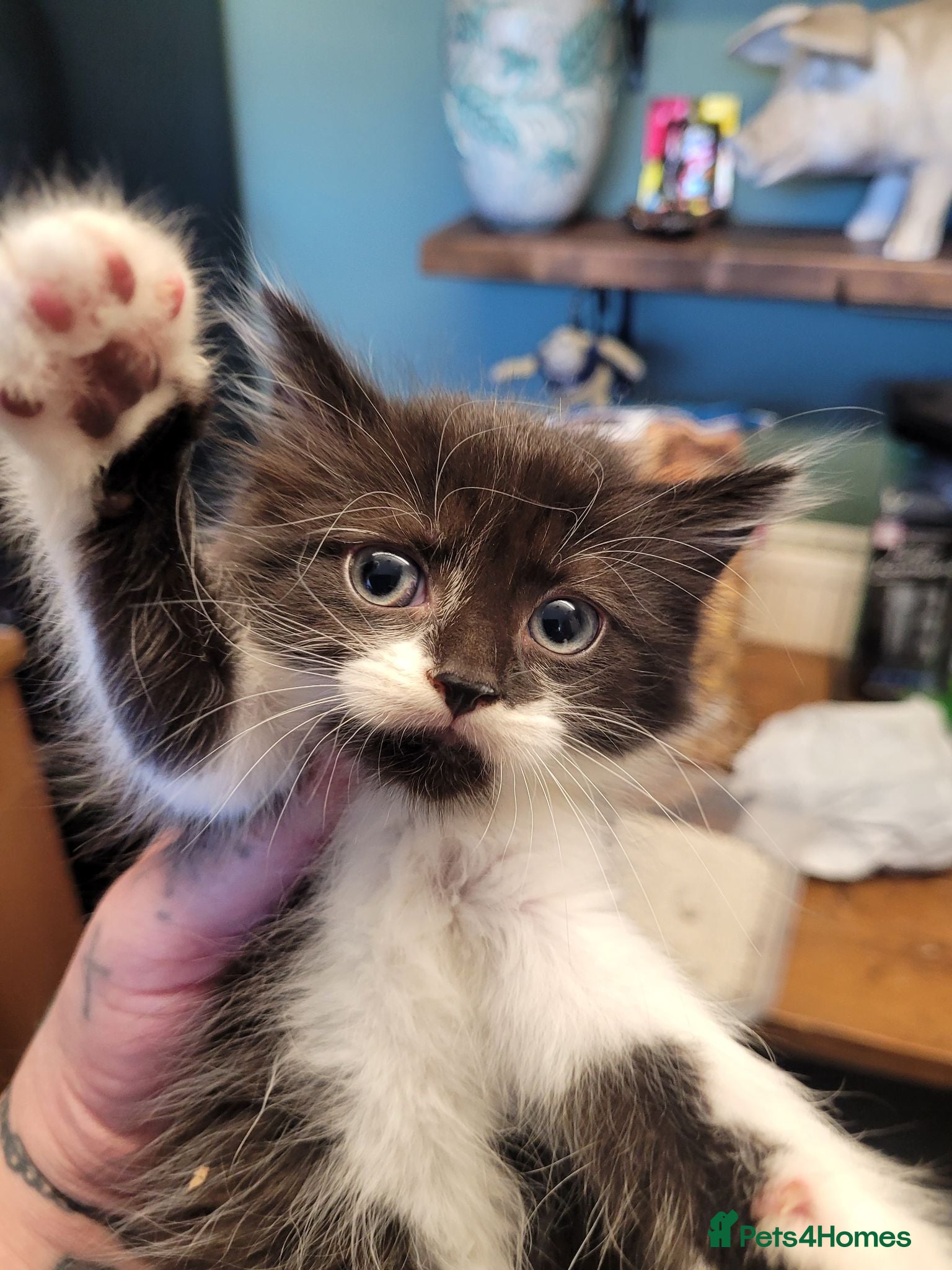 British Longhair cats 3 adorable kittens  - Advert 4