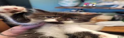 British Longhair cats for sale: 3 adorable kittens  - Advert 1