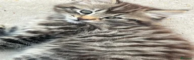 Basil 