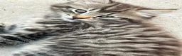 Mixed Breed cats for sale: Fluffy white and tabby super friendly kittens  in Rugby - Advert 5
