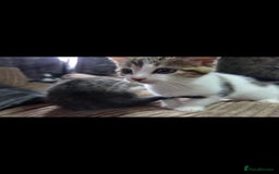 Mixed Breed cats for sale: Kittens ready now  - Image 5