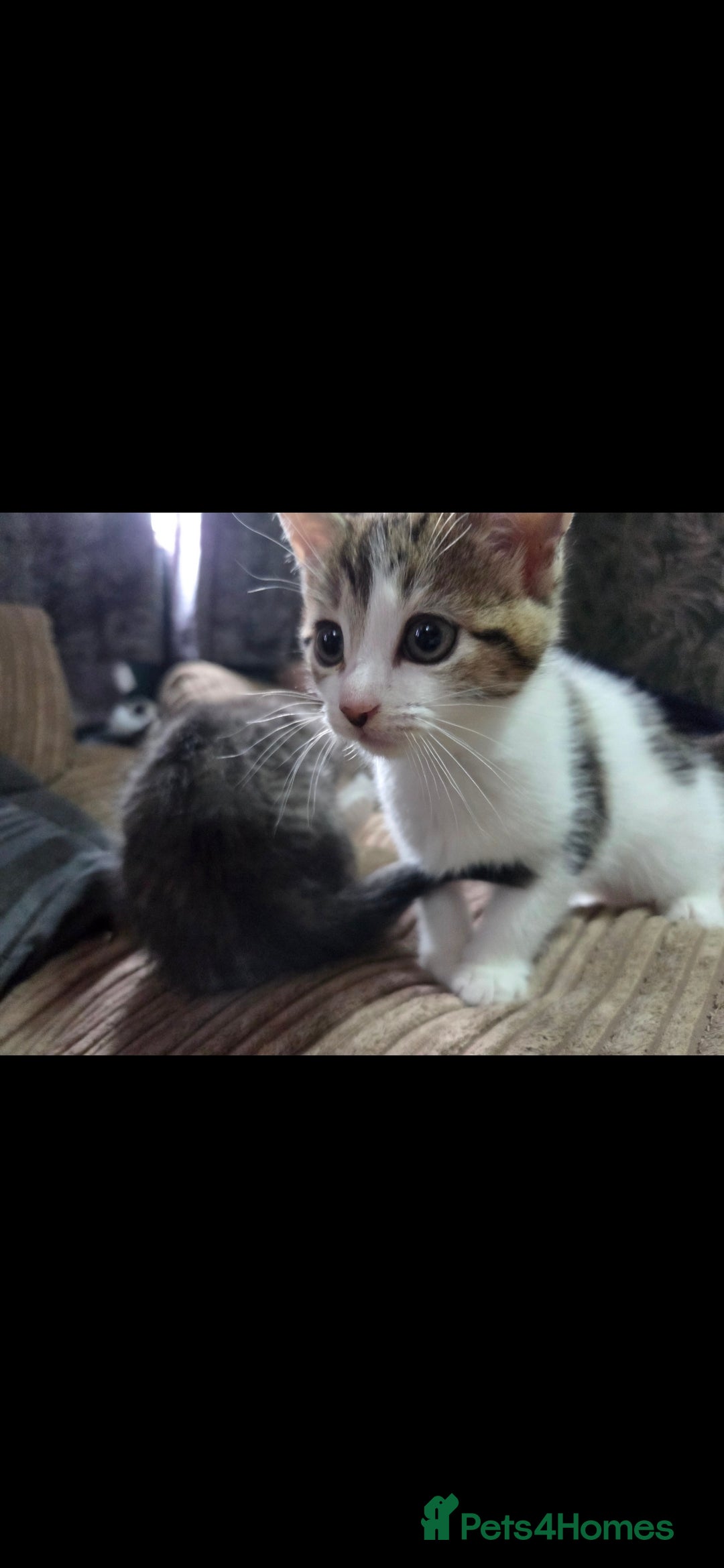 Mixed Breed cats for sale: Kittens ready now  - Image 5