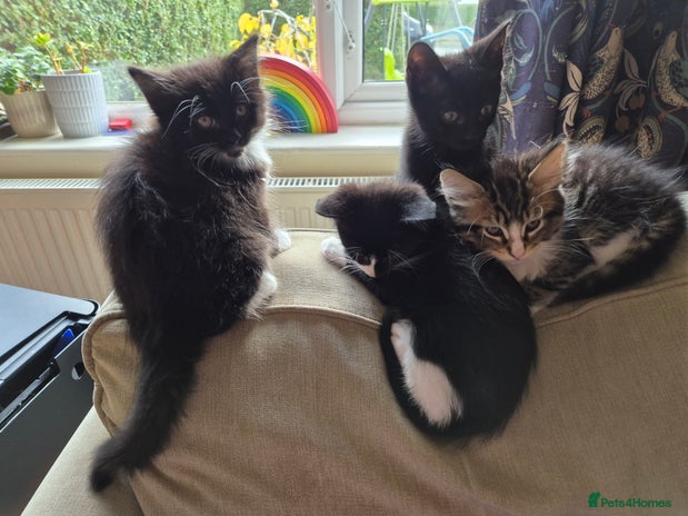 Mixed Breed cats - Advert 13