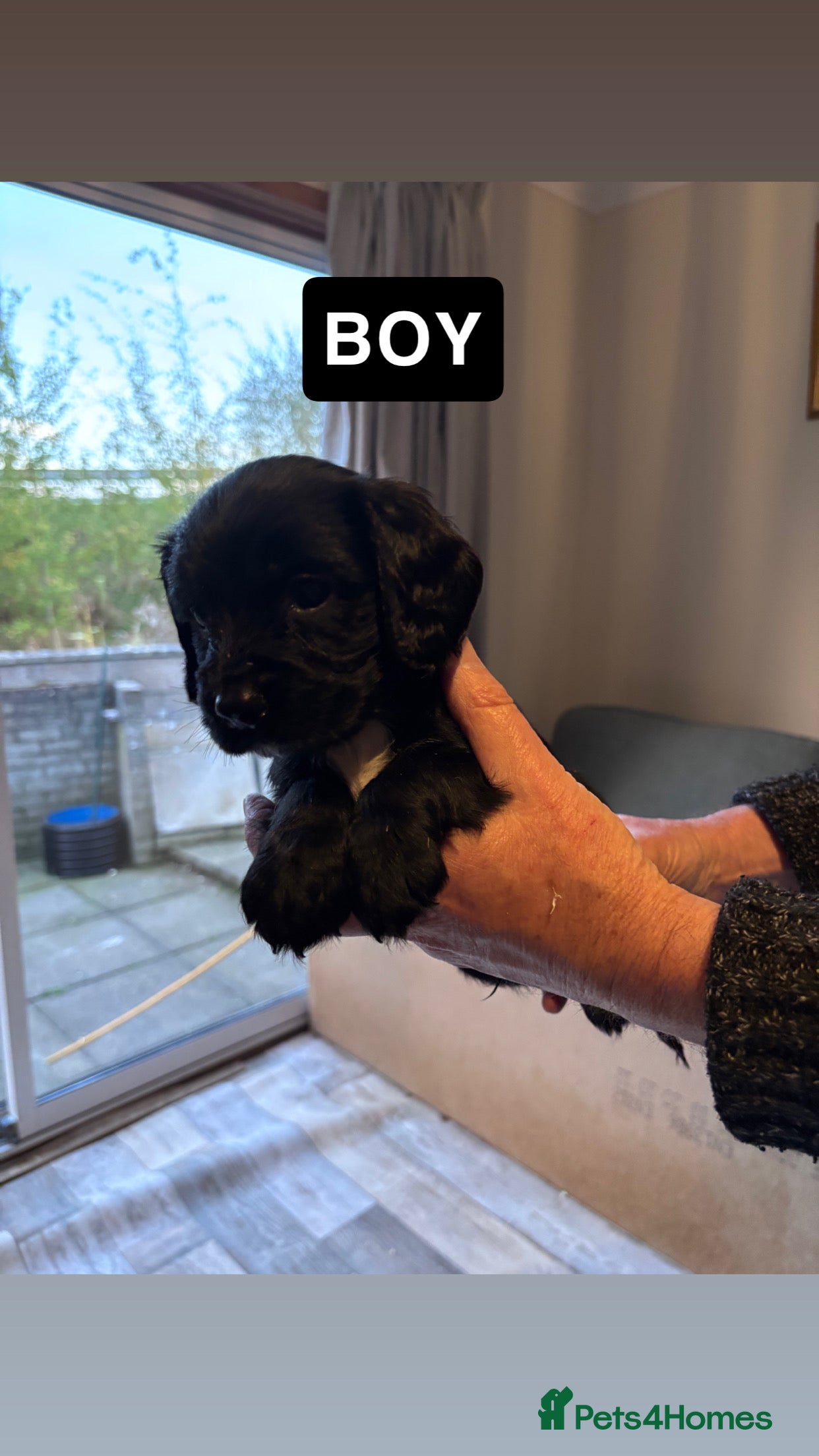 Sprocker dogs Sprocker Puppies For Sale - Advert 2