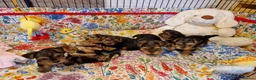 Yorkshire Terrier dogs for sale: Yorkshire Puppies for Sale - Advert 3