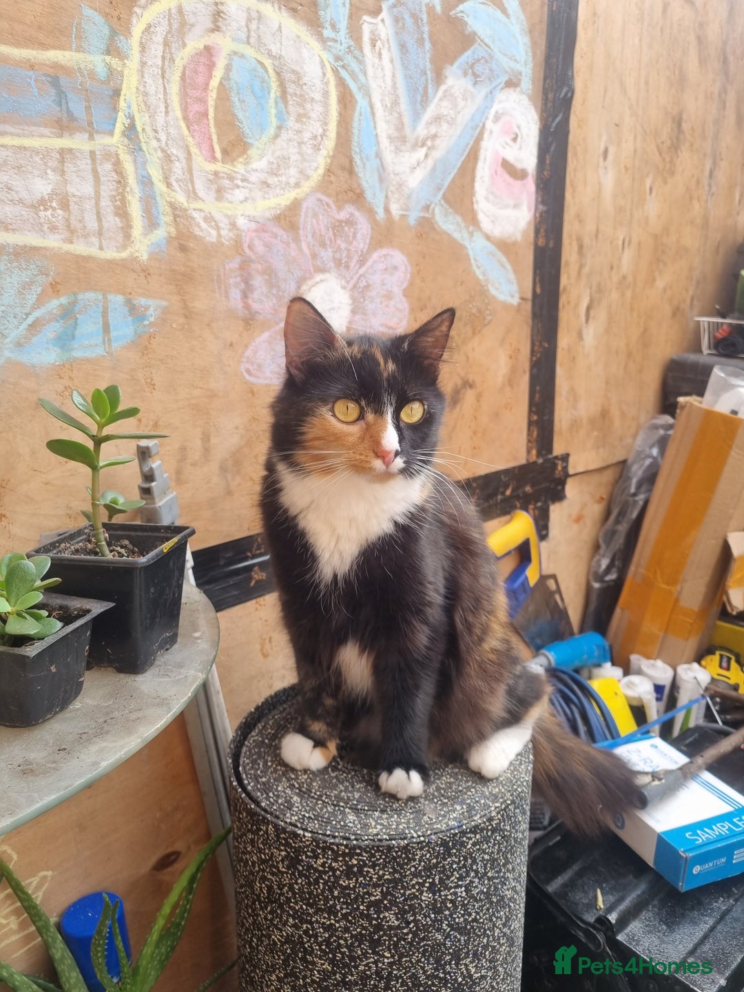 Mixed Breed cats for sale: Maine coon X - Advert 2