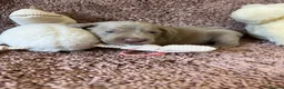 Weimaraner dogs for sale: Weimaraner Silver Grey Girl Pups - Ganult showline - Advert 16