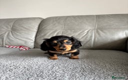 Dachshund dogs for sale: LONGHAIRED MINIATURE DACHSHUND READY NOW - Image 17