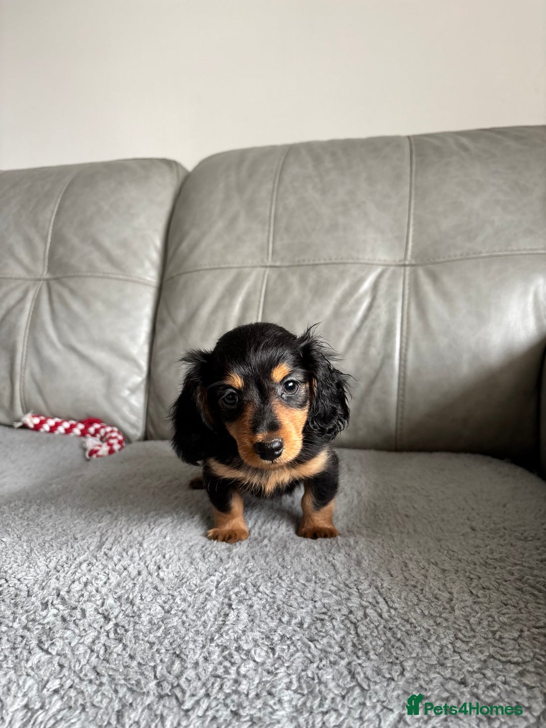 Dachshund dogs for sale: LONGHAIRED MINIATURE DACHSHUND READY NOW - Image 17